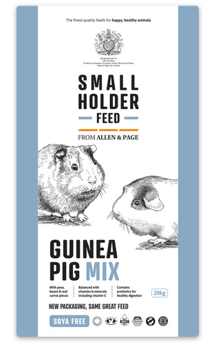Allen page guinea pig - guinea, mix