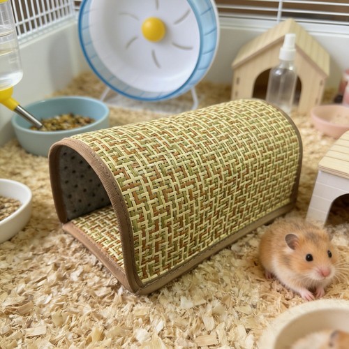1xhamster cool nest - 1xhamster, guinea