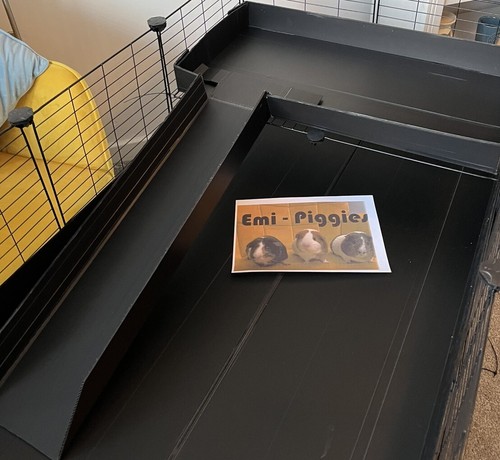 Guinea pig cage - pig, and