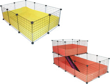 BLACK  C&C GUINEA PIG CAVY